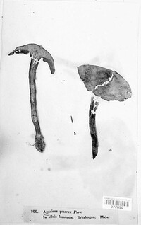 Agrocybe praecox image